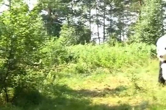 Рисовала панду и та ее поимела